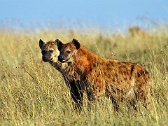 Spotted Hyaenas, Masai Mara, Kenya